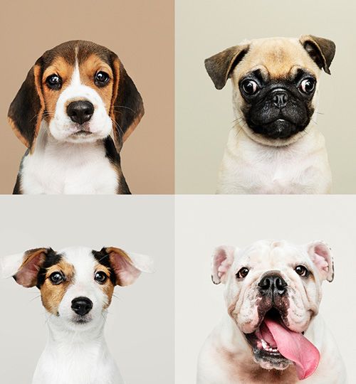 Curso de cachorros