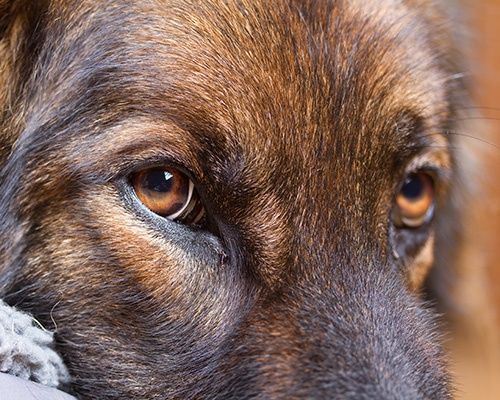 Perros miedosos o inseguros