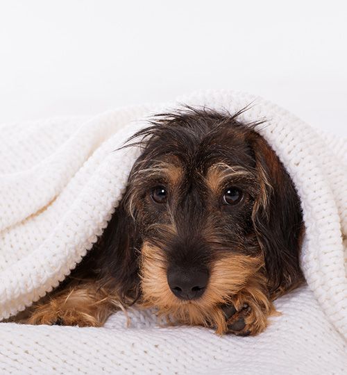 Perros miedosos o inseguros